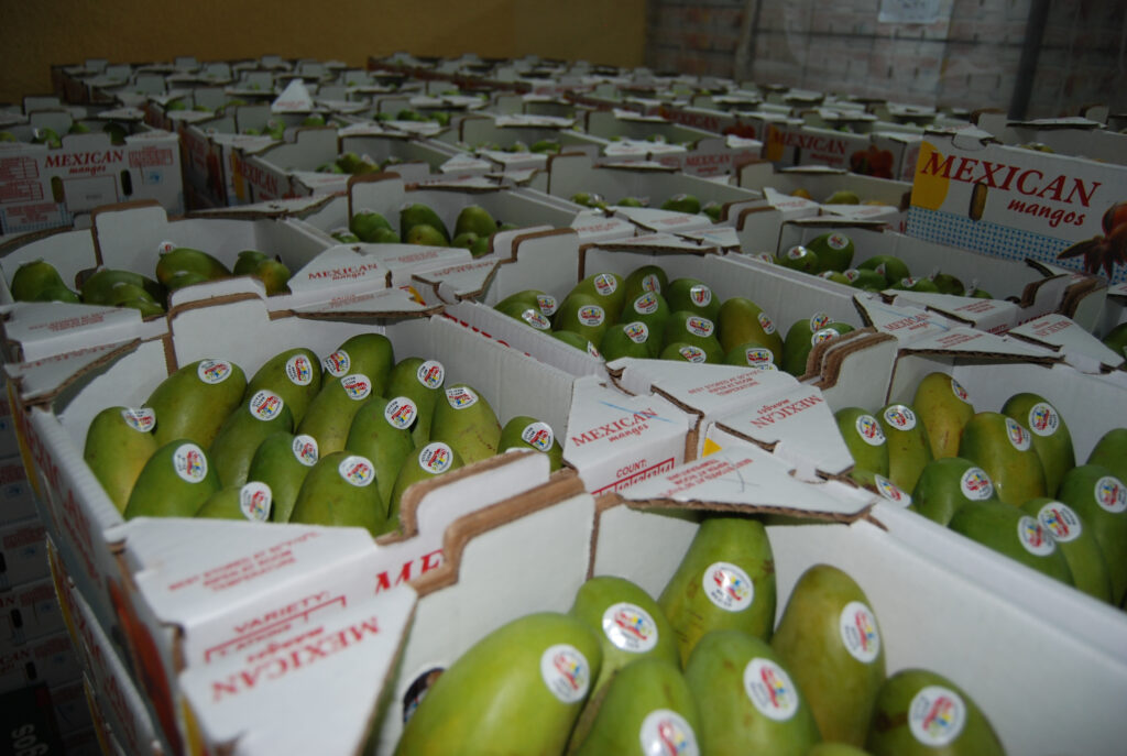 Productores baten récord de producción anual de mango