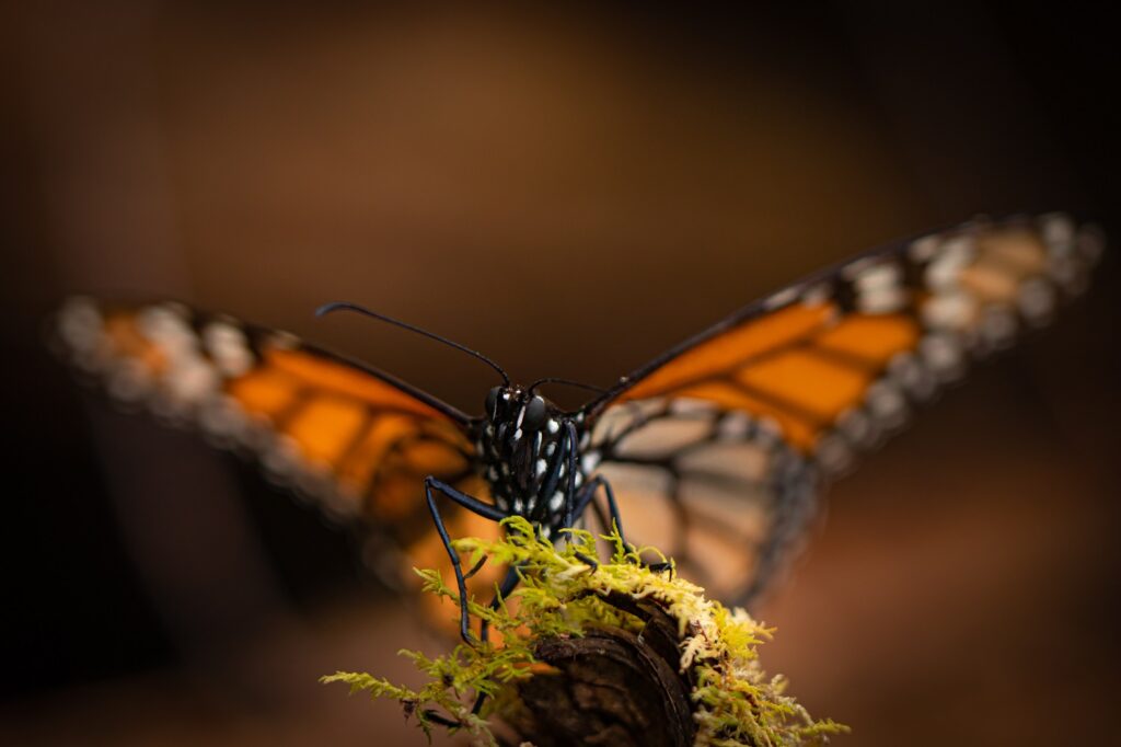 Enero: Aniversario de la Mariposa Monarca en EDOMEX