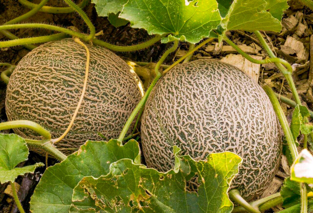 Melón mexicano: un fruto con creciente demanda 