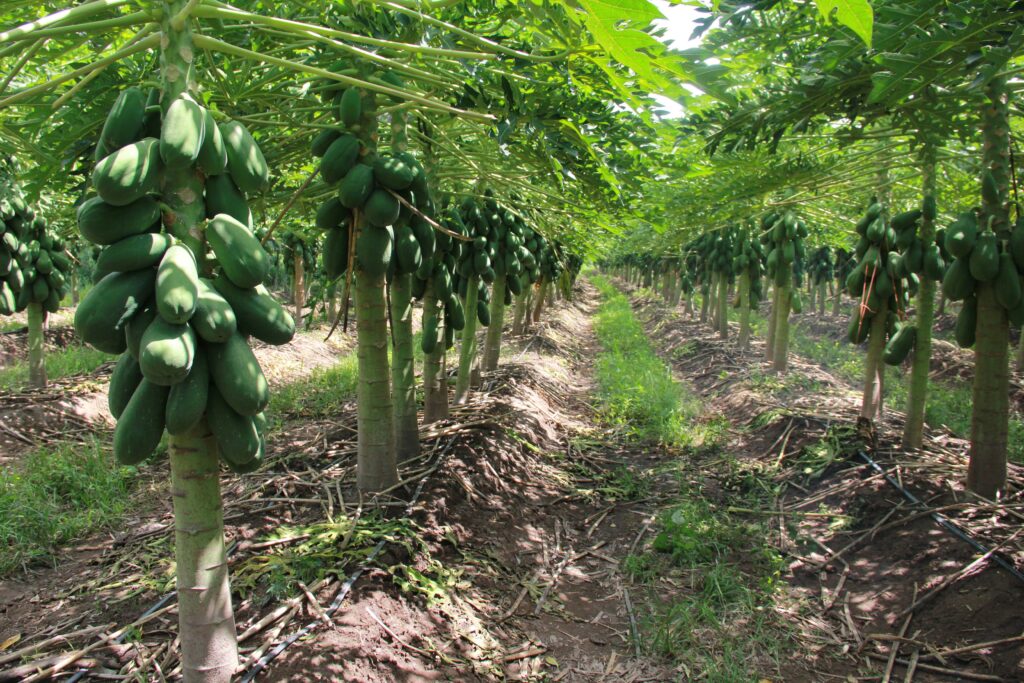 Crece 48.3 por ciento producción nacional de papaya 