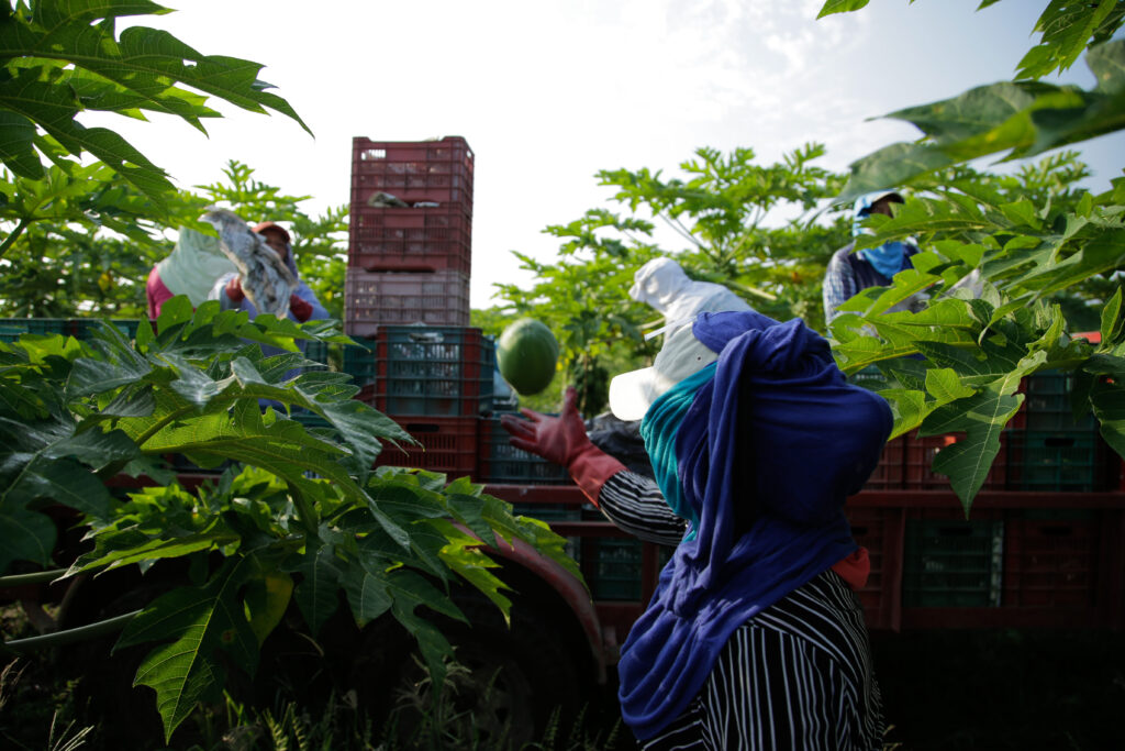 Crece 48.3 por ciento producción nacional de papaya 