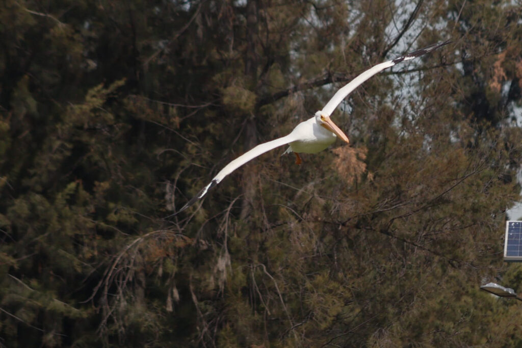 Llegan pelicanos al bosque de San Juan de Aragón