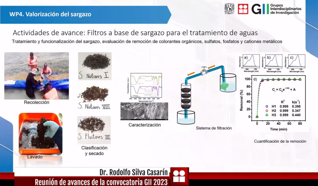 Universitarios elaboran papel y filtros a base de sargazo