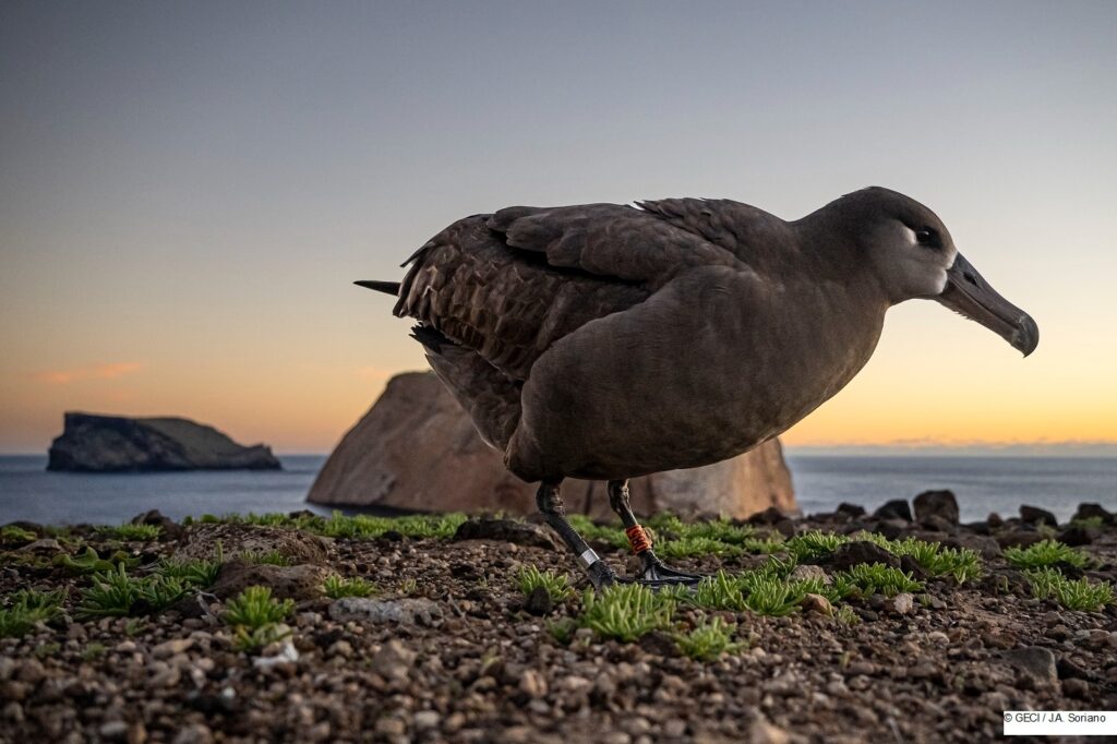 Regresa el primer albatros patas negras a Isla Guadalupe