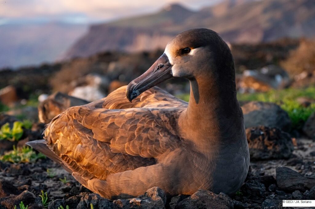 Regresa el primer albatros patas negras a Isla Guadalupe