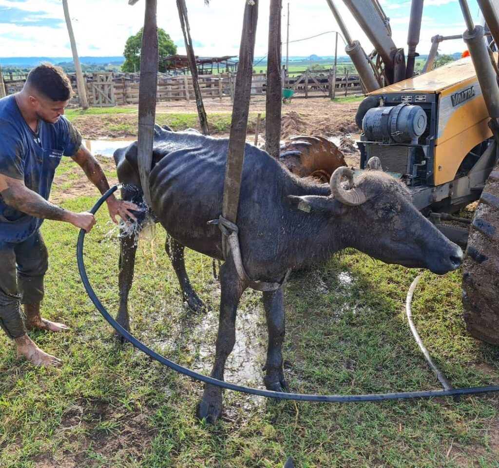 Nicole Neumann ayuda a 1000 búfalas rescatadas