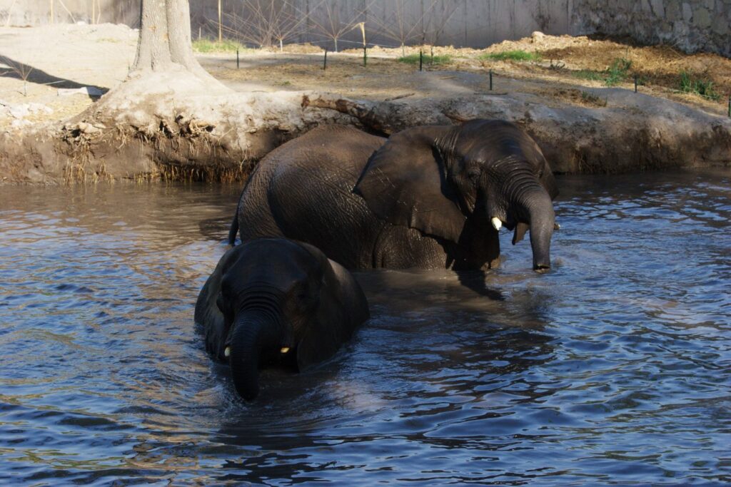 Profepa revisa instalaciones para llevar a elefante Annie