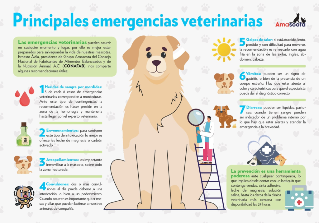Principales emergencias veterinarias