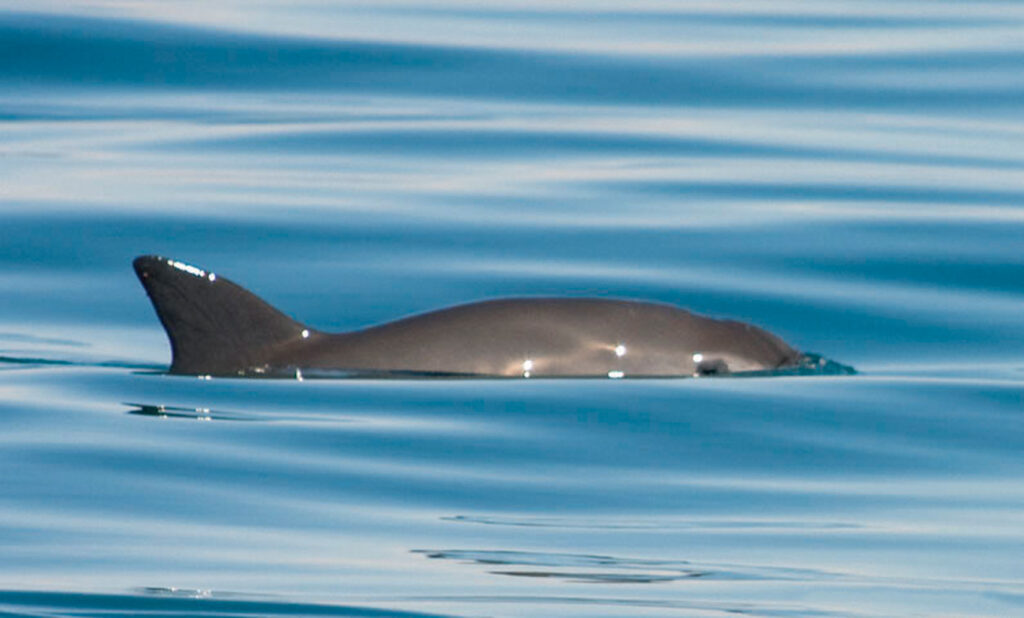 Registran nuevos nacimientos de vaquita marina