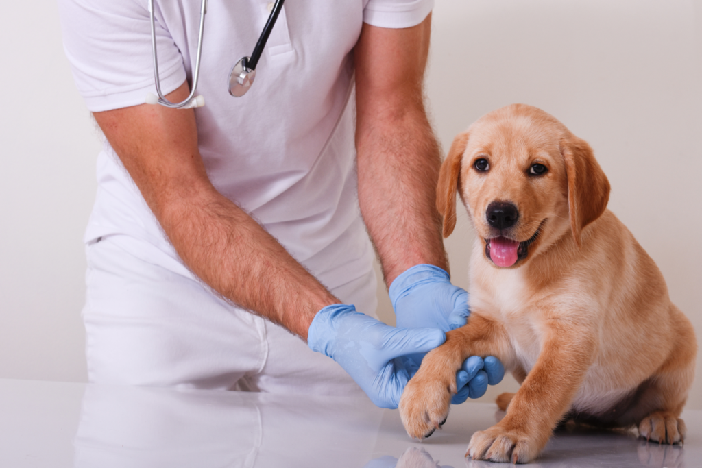 Prepara a tu cachorro para sus visitas al veterinario