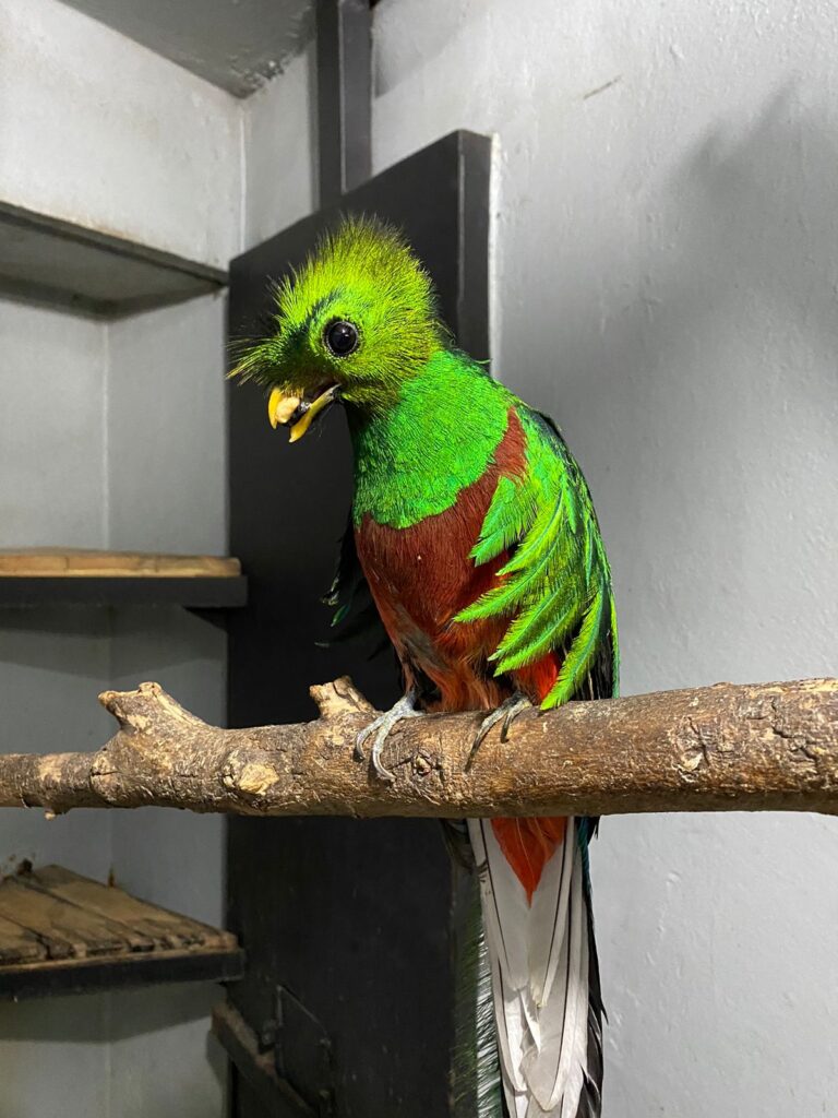 Trasladan a Chiapas quetzal hallado en CDMX