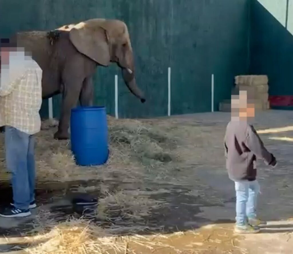 Llegará elefanta africana ‘Annie’ a San Juan de Aragón