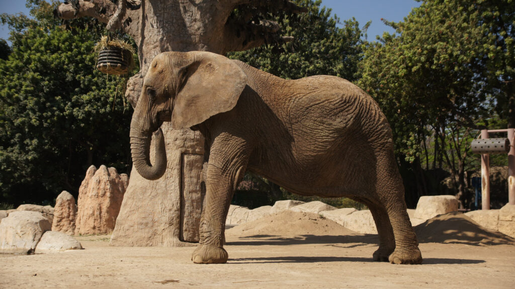 Elefanta africana ‘Annie’ llega a San Juan de Aragón 