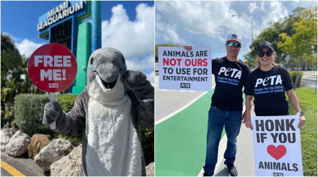 Por maltrato animal: Miami cierra el famoso Seaquarium 