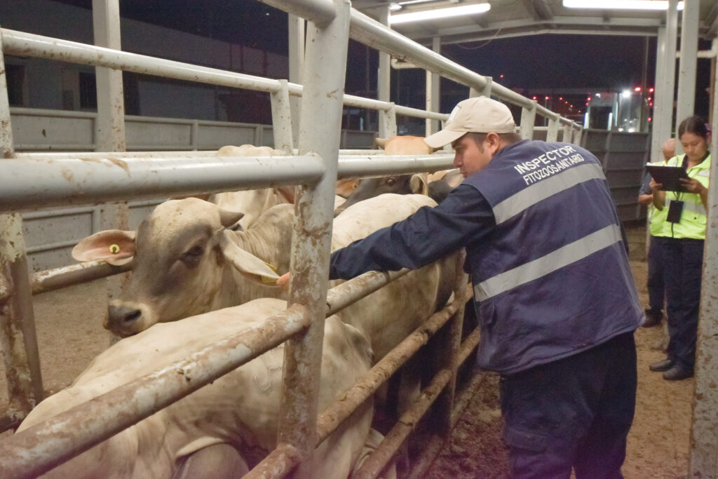 Adoptan medidas para prevenir influenza aviar en bovinos