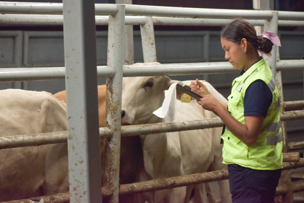 Adoptan medidas para prevenir influenza aviar en bovinos