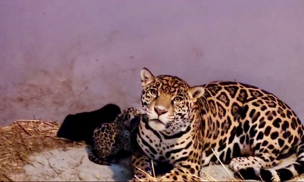 Nacen tres cachorros de jaguar en Chapultepec