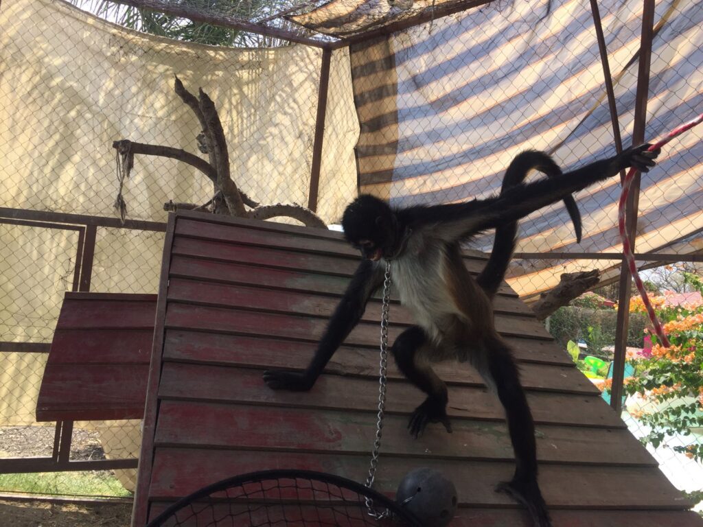 Asegura Profepa mono araña encadenado en Morelos