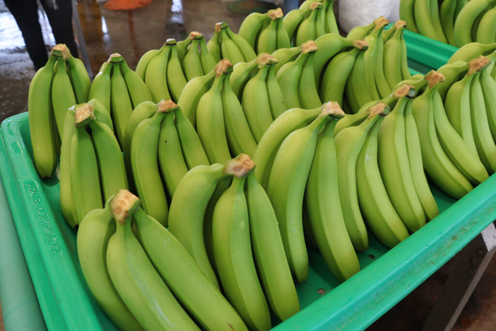 EU- Japón y Canadá: consumidores de plátano 