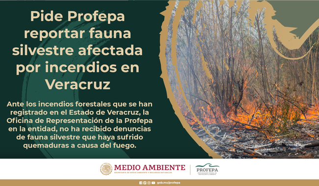 Piden reportar fauna silvestre afectada por incendios 
