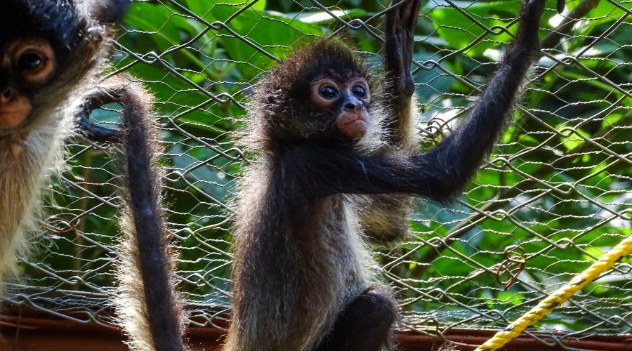 78 monos aulladores murieron por onda de calor 