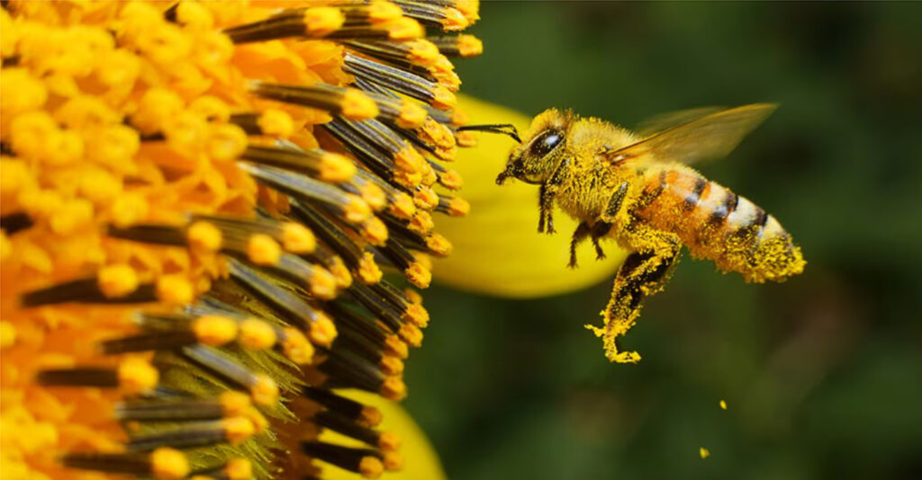 Abejas: polinizadores estratégicos