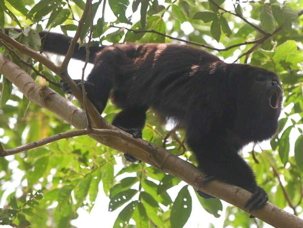 Llaman primatólogos a recuperar crías de monos