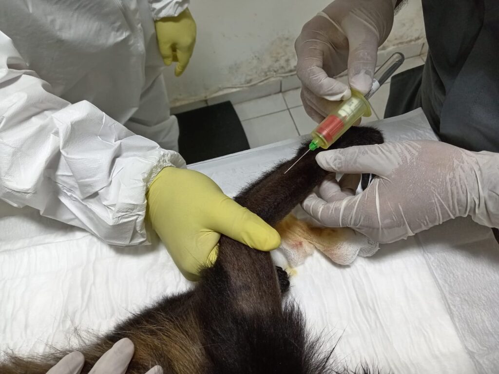Descartan enfermedades en muerte de monos aulladores 