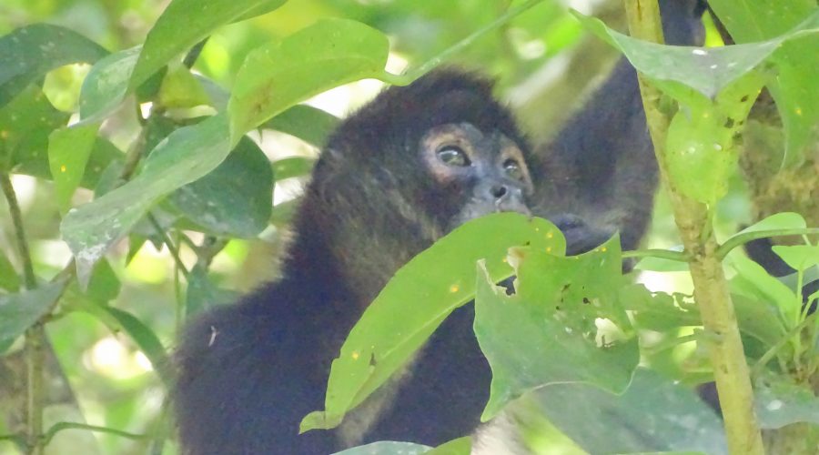 Desmienten disminución del 31.2% de monos saraguatos
