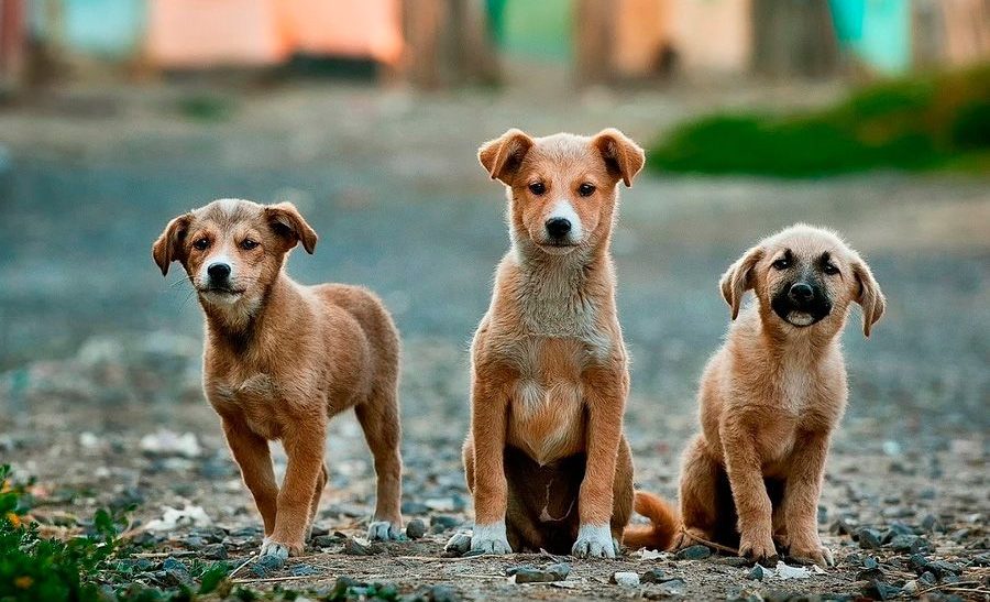 Día Internacional del Perro sin raza y la adopción  