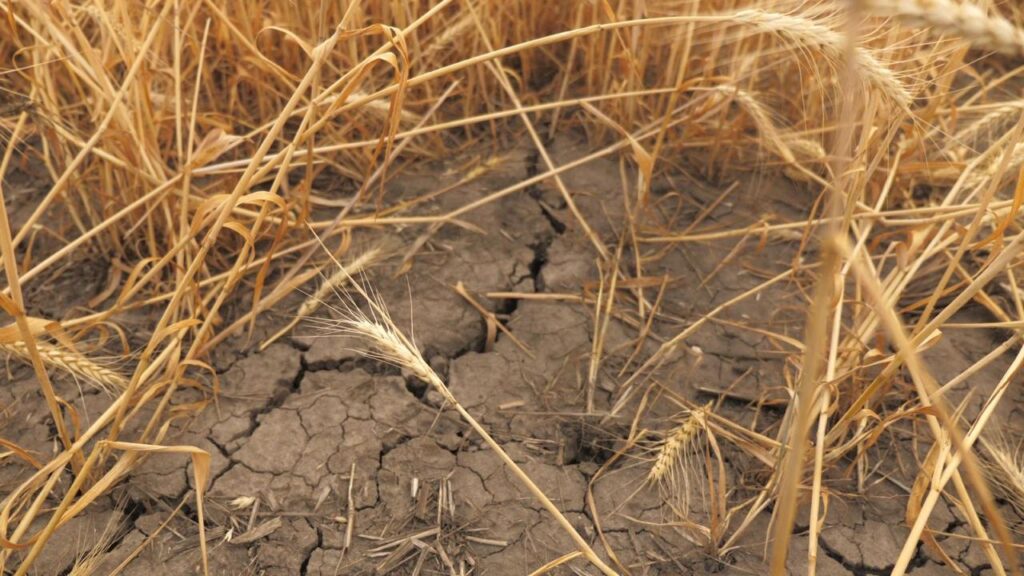 Enciende sequía focos rojos para producción de alimentos