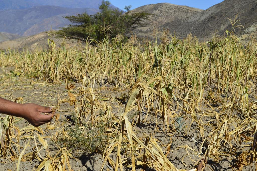 Enciende sequía focos rojos para producción de alimentos