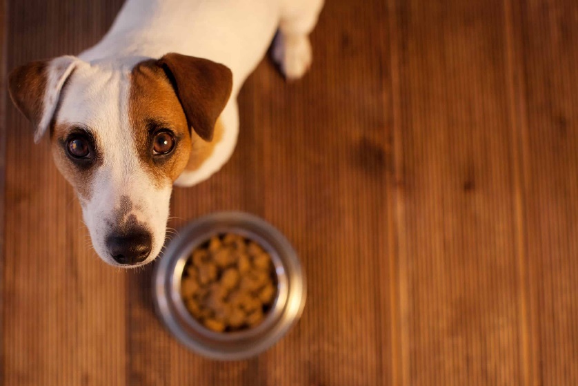 Conoce la verdad detrás de 5 mitos sobre nutrición canina 