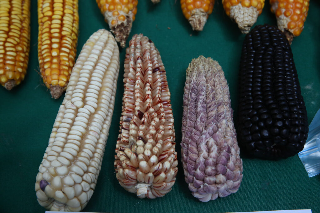 Emprenden preservación de  64 razas de maíces nativos 