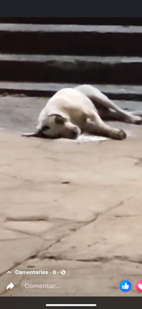 Envenenan a más de 30 perritos en Talpa de Allende