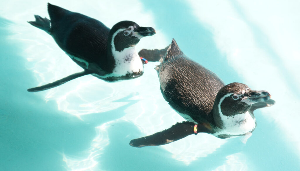 Traen pingüinos de Humboldt provenientes de Japón