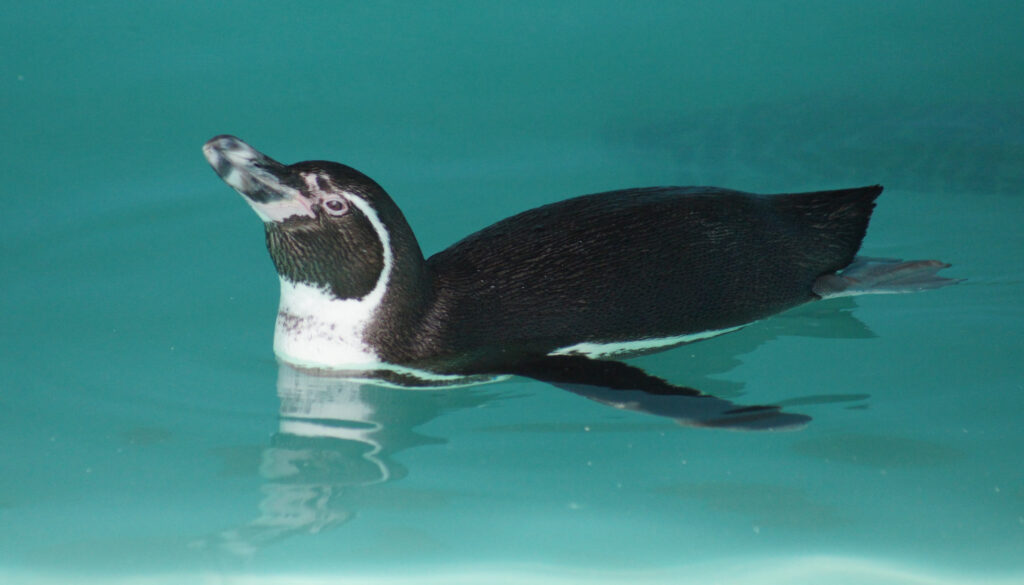 Traen pingüinos de Humboldt provenientes de Japón
