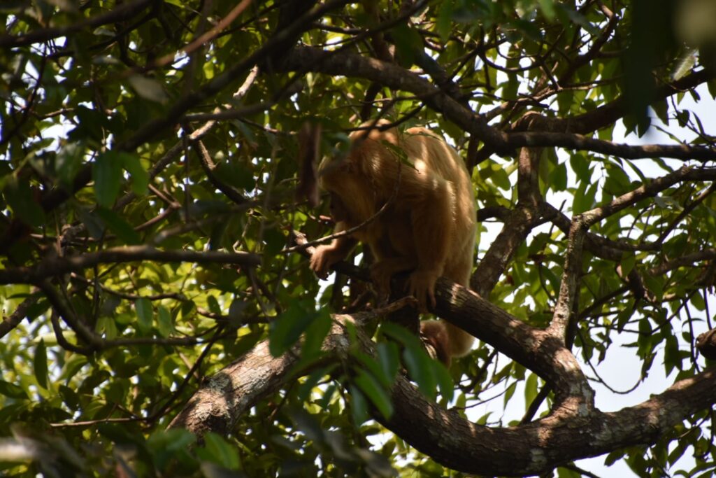 Continúan recorridos de monitoreo para atender primates