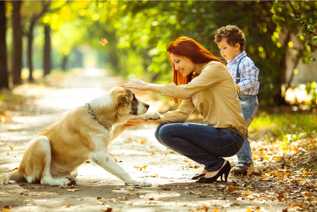 ¿Cómo asegurar el bienestar de los perros? 