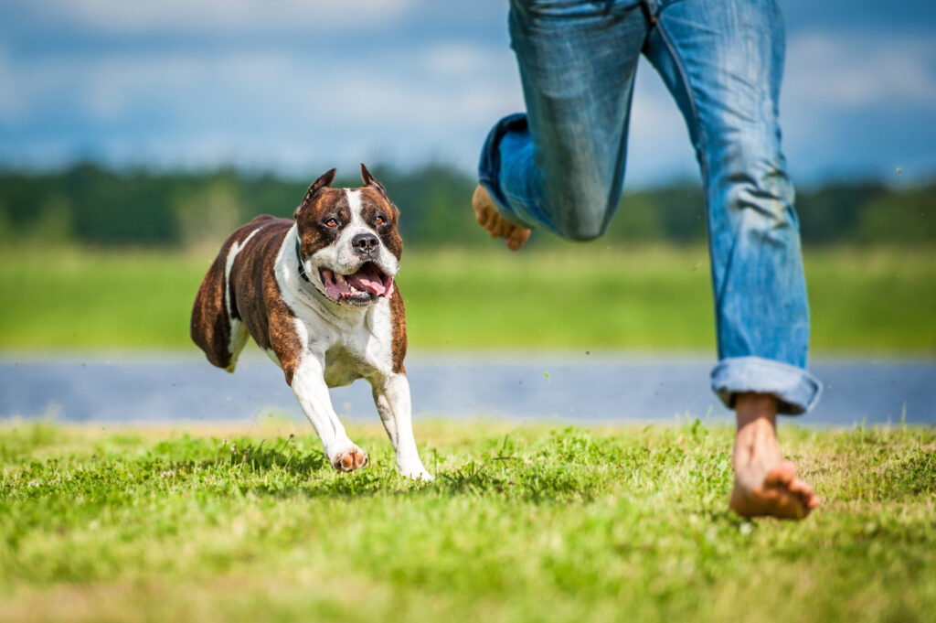 ¿Cómo asegurar el bienestar de los perros? 