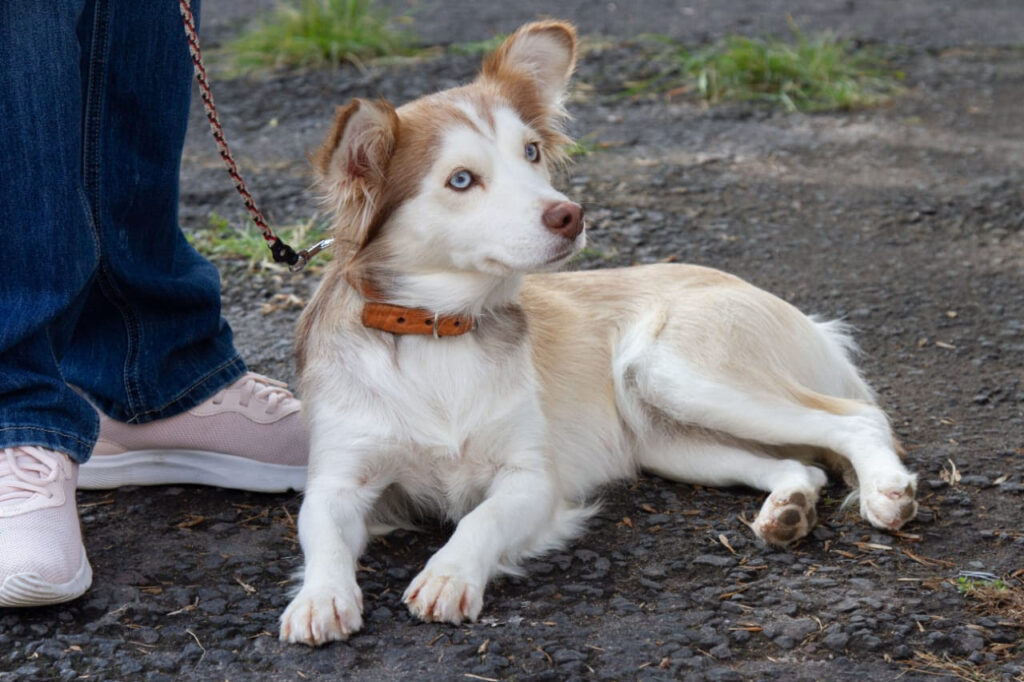 Día Mundial del Perro con 2ª Jornada de esterilización 