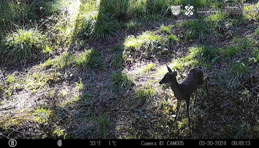 Crece registro de avistamientos de fauna silvestre 