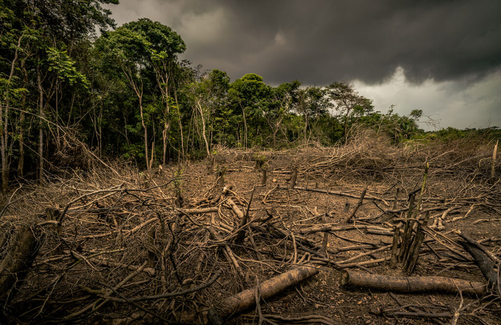 Bancos centrales frente a la pérdida de la naturaleza 