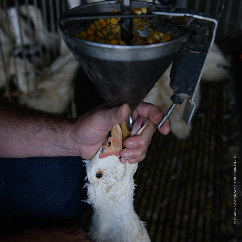 Miles de firmas para eliminar foie gras del menú olímpico 