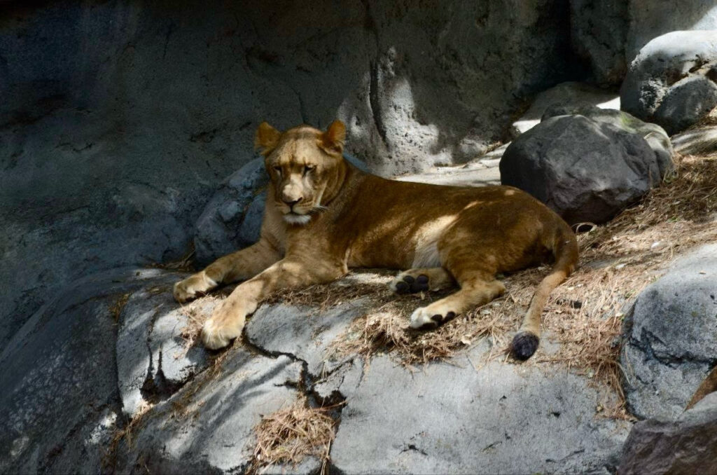 Saludables los grandes felinos rescatados 