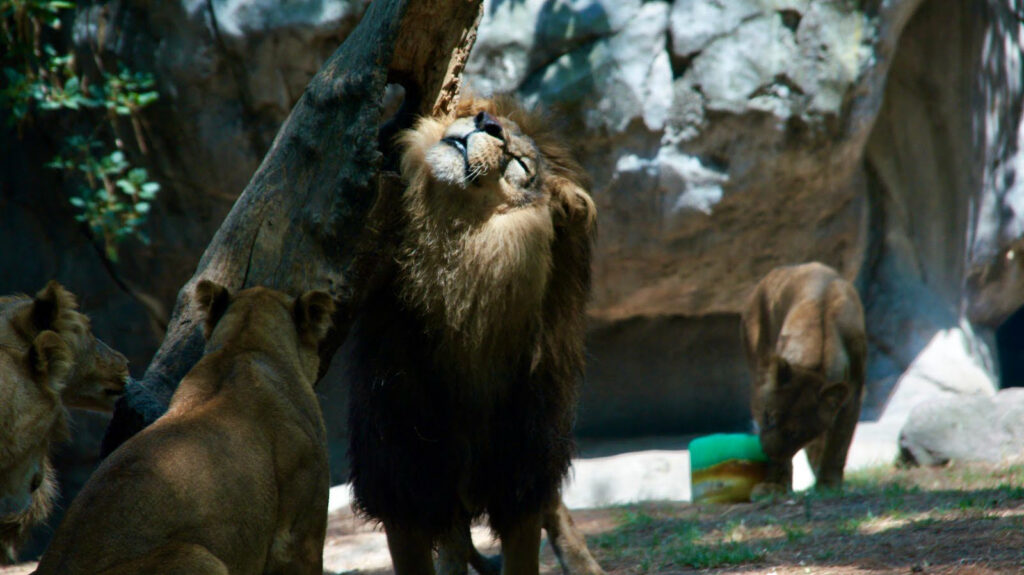 Saludables los grandes felinos rescatados 