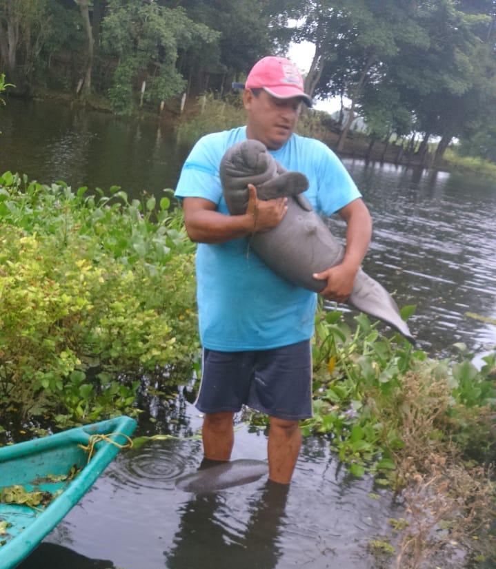 Manatíes rescatados regresan a su hábitat 