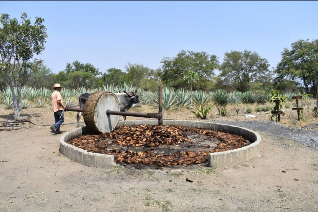 Chapingo impulsa producción de mezcal artesanal 