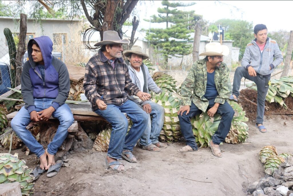 Chapingo impulsa producción de mezcal artesanal 