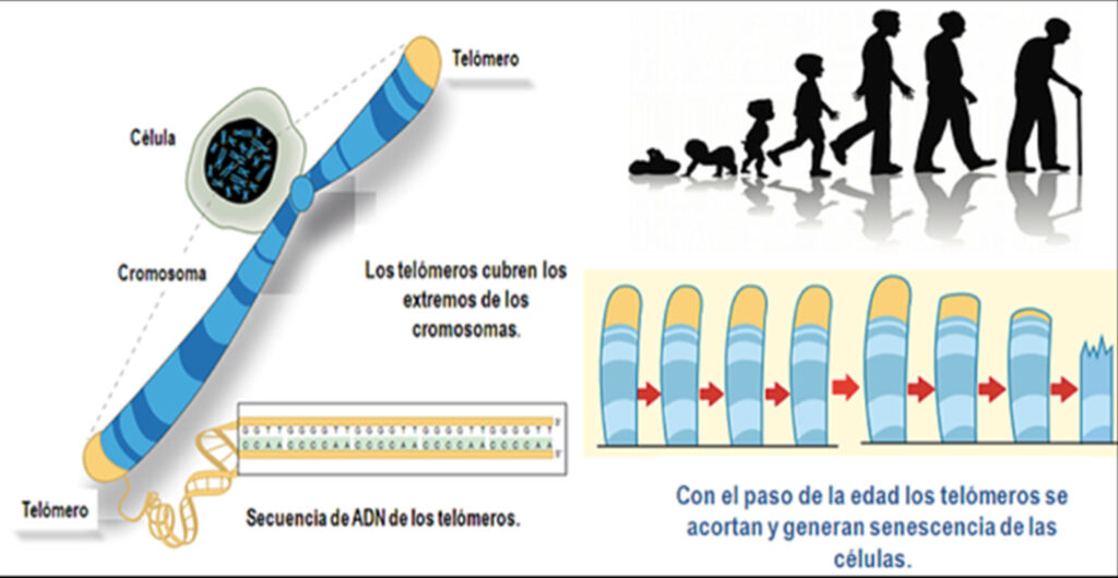 Detectan envejecimiento celular anticipado en obesidad